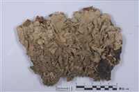 藏品(梅衣屬)的圖片